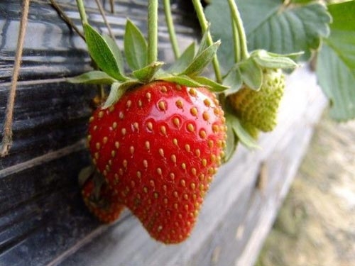 泰安草莓苗价格教您如何提高草莓产量品质