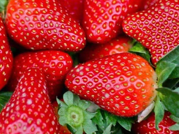 泰安草莓苗批发草莓无公害生产的育苗技术